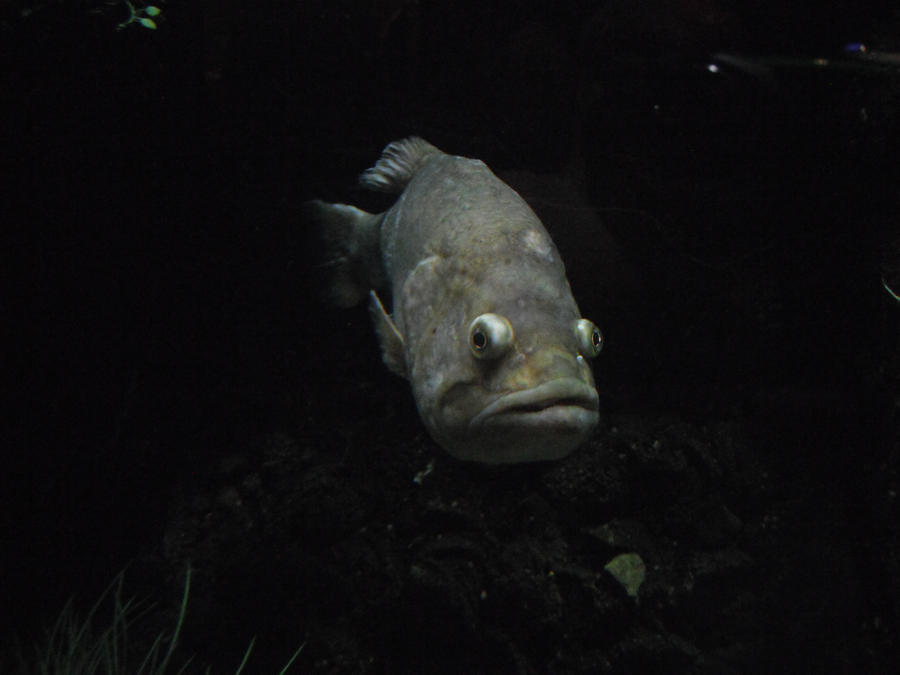 Crupper Fish Creeper Fish by Cloo-the-corgi-rider on DeviantArt