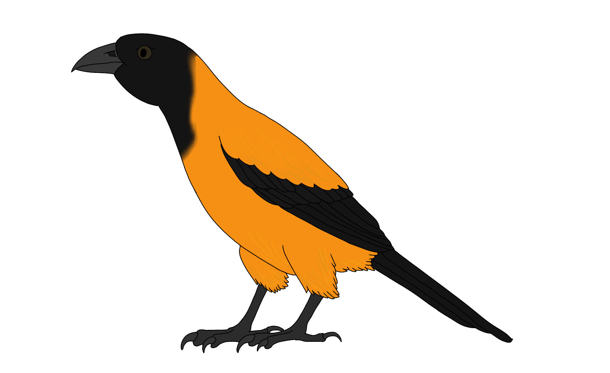 Pitohui-'s Profile 