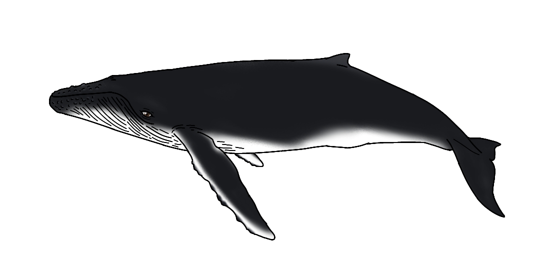 humpback whale silhouette