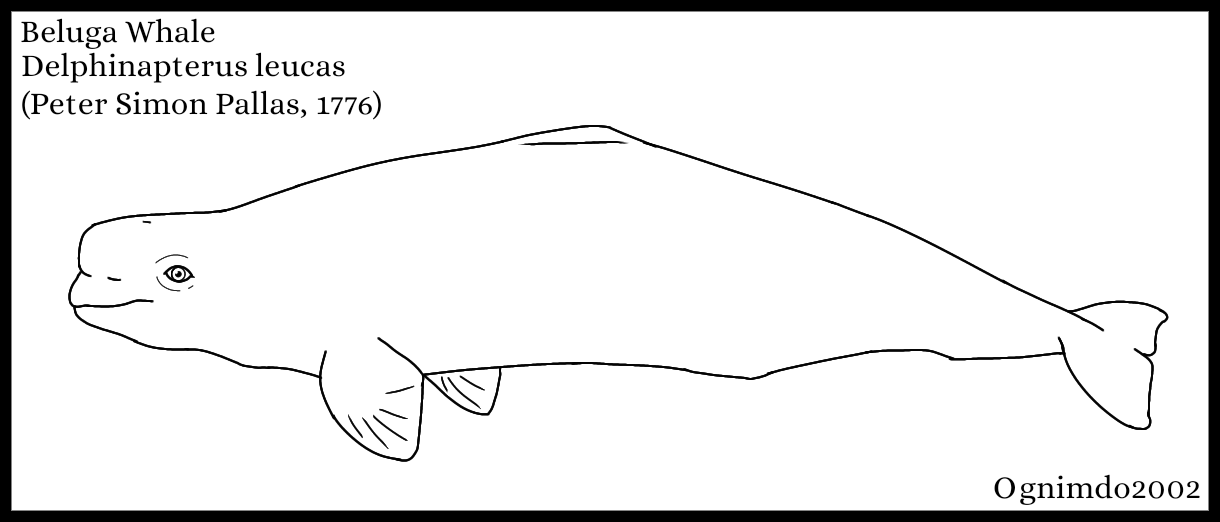 Beluga Whale Delphinapterus leucas (Pallas, 1776)