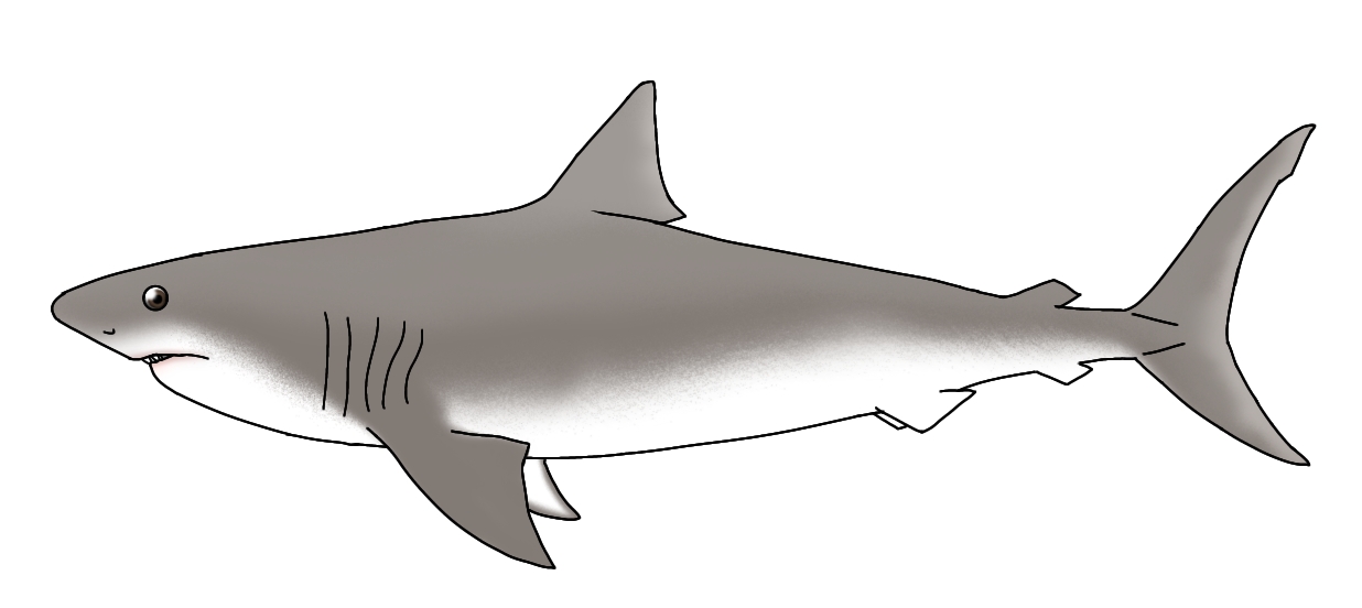 Megatooth Shark - Otodus megalodon by Ognimdo2002 on DeviantArt