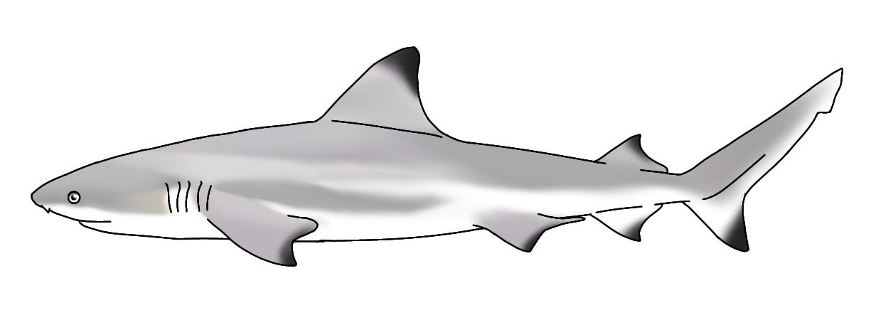 Shark Printables Black Tip Reef Shark Shark Printables Black Tip Reef Shark