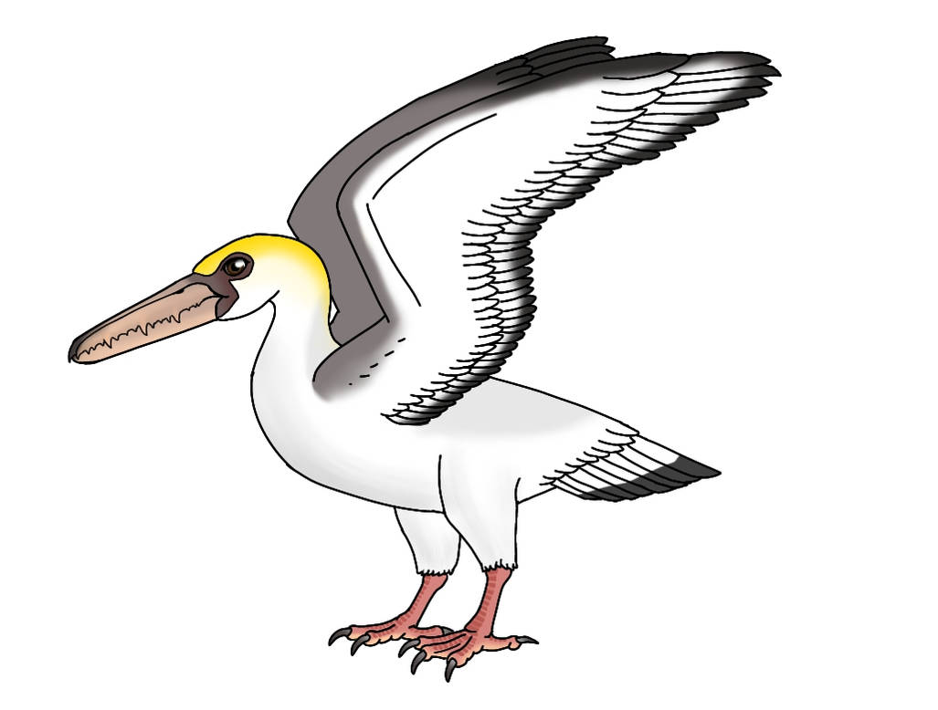 Pelagornis Chilensis By Ognimdo2002 On DeviantArt pelagornis-chilensis-by-ognimdo2002-on-deviantart