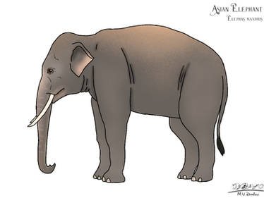 Asian Elephant