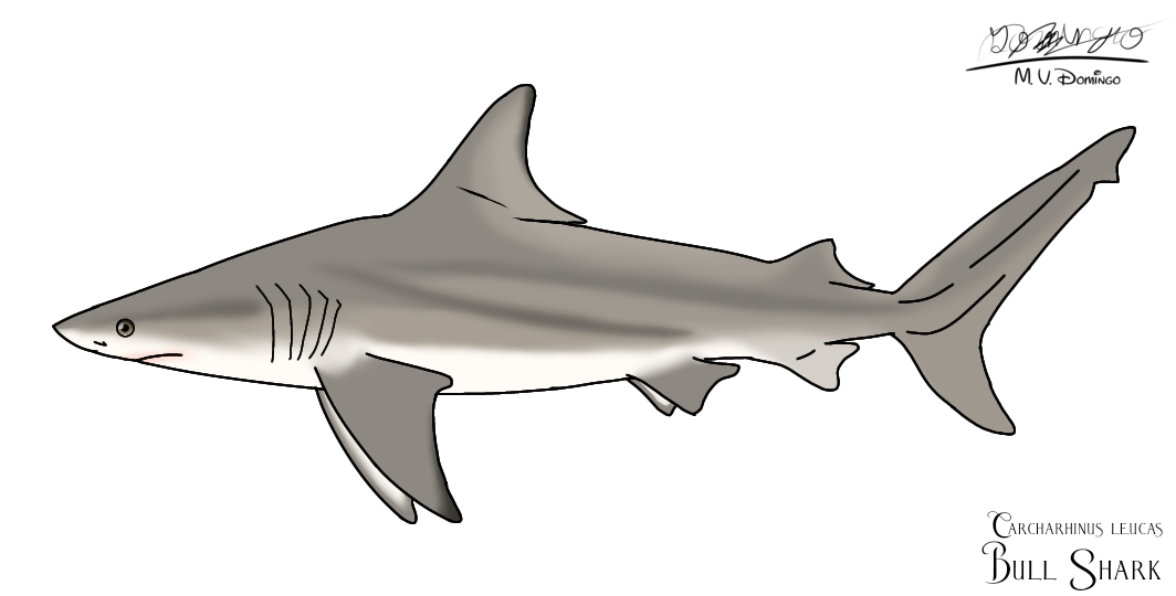 Bull Shark by Ognimdo2002 on DeviantArt