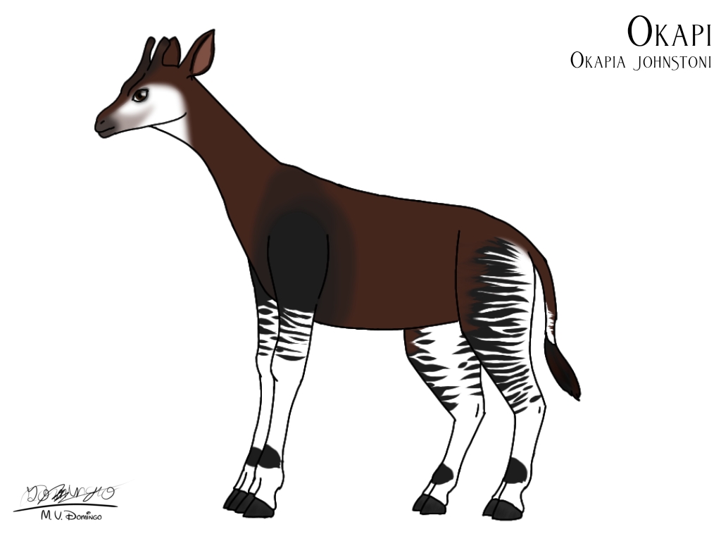 Okapi by Ognimdo2002 on DeviantArt