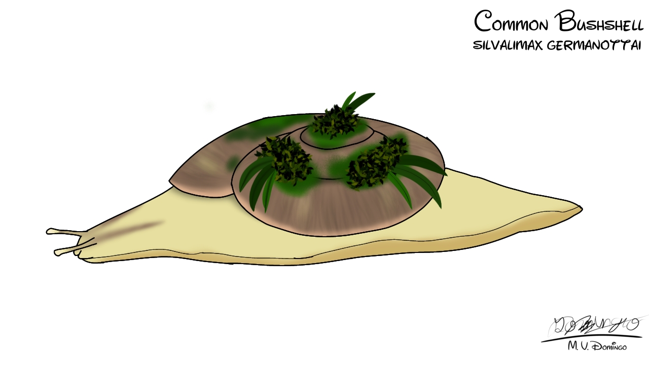Bush Shells Common Bushshell by Ognimdo2002 on DeviantArt