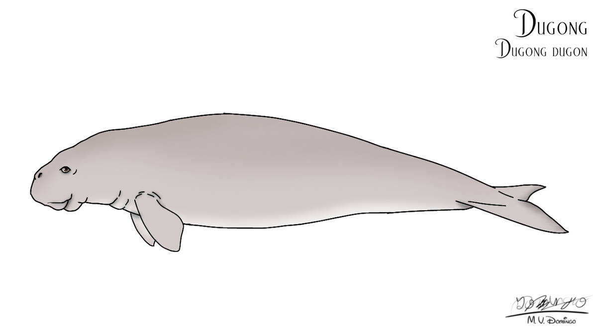 Dugong Lettering Dugong by Ognimdo2002 on DeviantArt