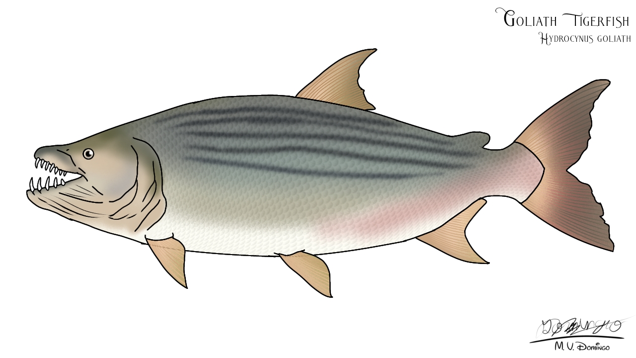 Goliath Tigerfish by Ognimdo2002 on DeviantArt