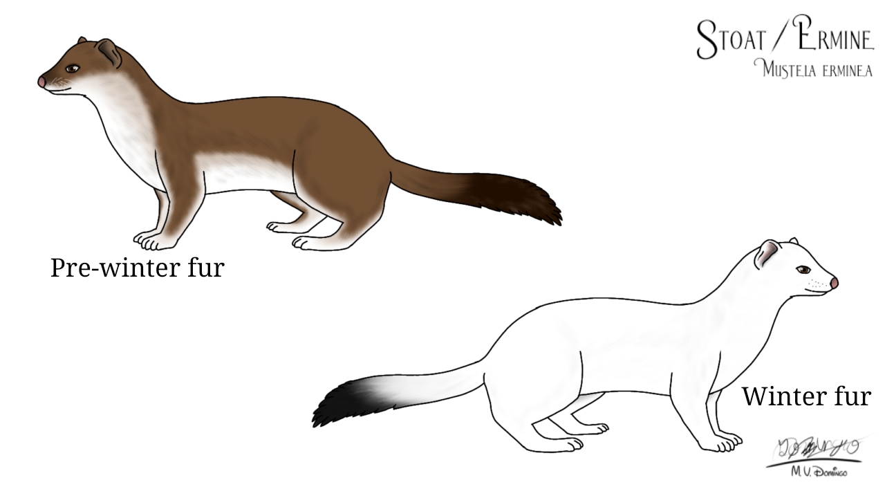 Stoat / Ermine by Ognimdo2002 on DeviantArt Stoat / Ermine by Ognimdo2002 on DeviantArt