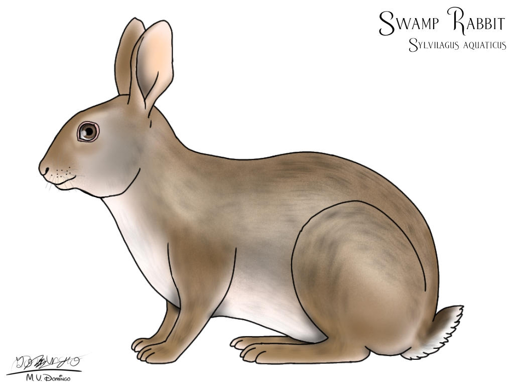 Swamp Rabbit by Ognimdo2002 on DeviantArt