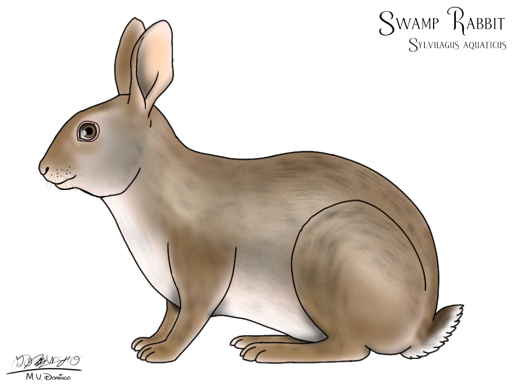 Swamp Rabbit Drawing Swamp Rabbit by Ognimdo2002 on DeviantArt
