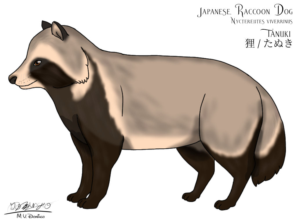 Tanuki Pet