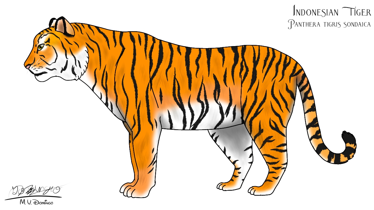 Indonesian Tiger / Sunda Island Tiger by Ognimdo2002 on DeviantArt