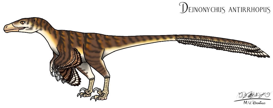 This is my Deinonychus! There are many like him, but this one is