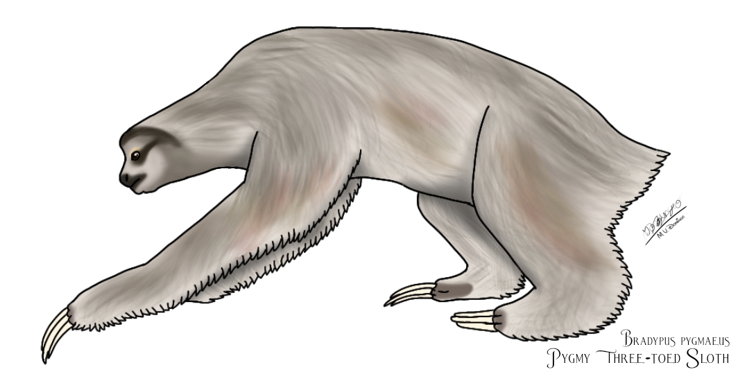 Pygmy Three-toed Sloth by Ognimdo2002 on DeviantArt