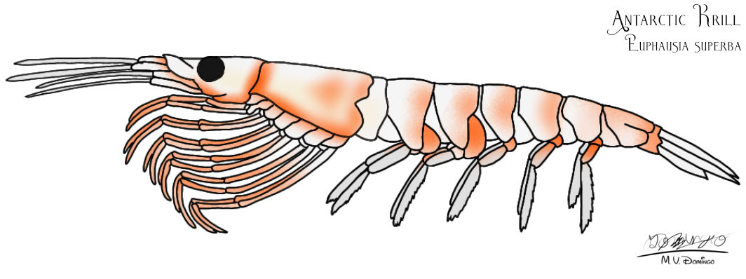 Antarctic Krill by Ognimdo2002 on DeviantArt