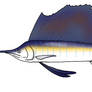 Indo-Pacific Sailfish