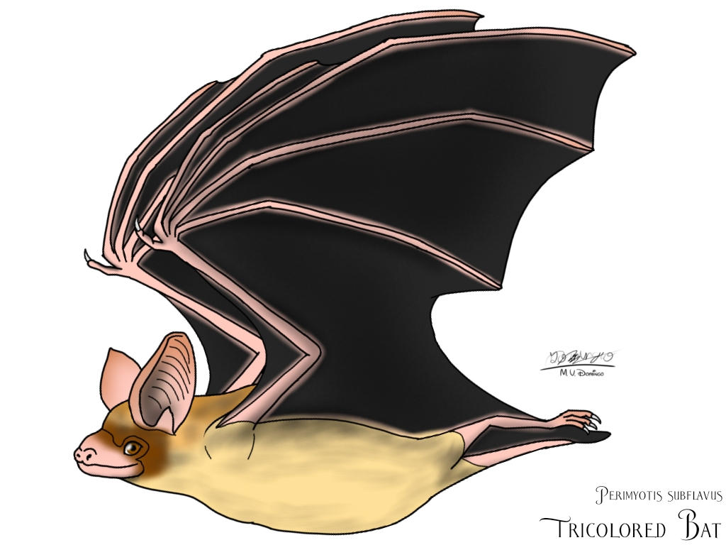 Tricolored Bat by Ognimdo2002 on DeviantArt