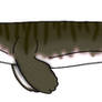 Prognathodon hashimi