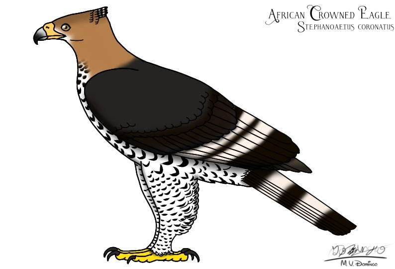 Crowned Eagle By Ognimdo2002 On DeviantArt