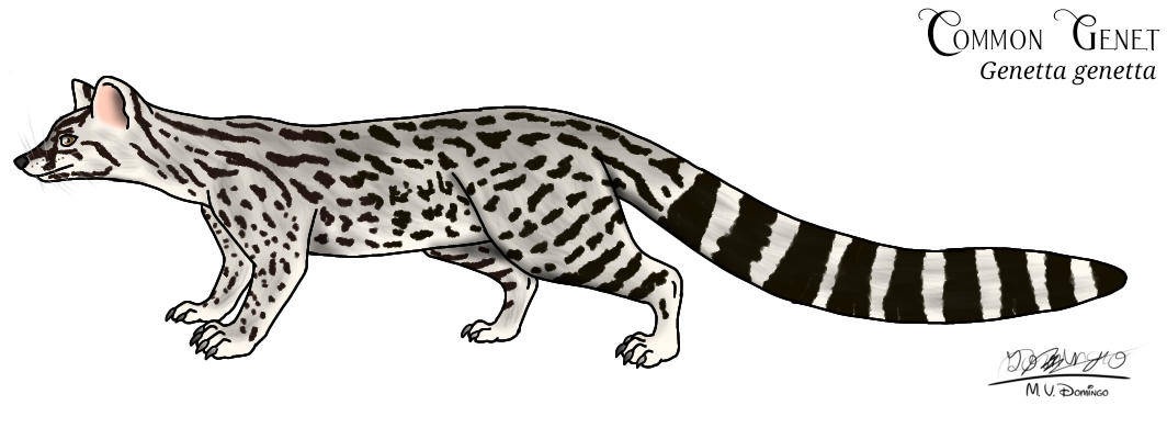 Common Genet by Ognimdo2002 on DeviantArt