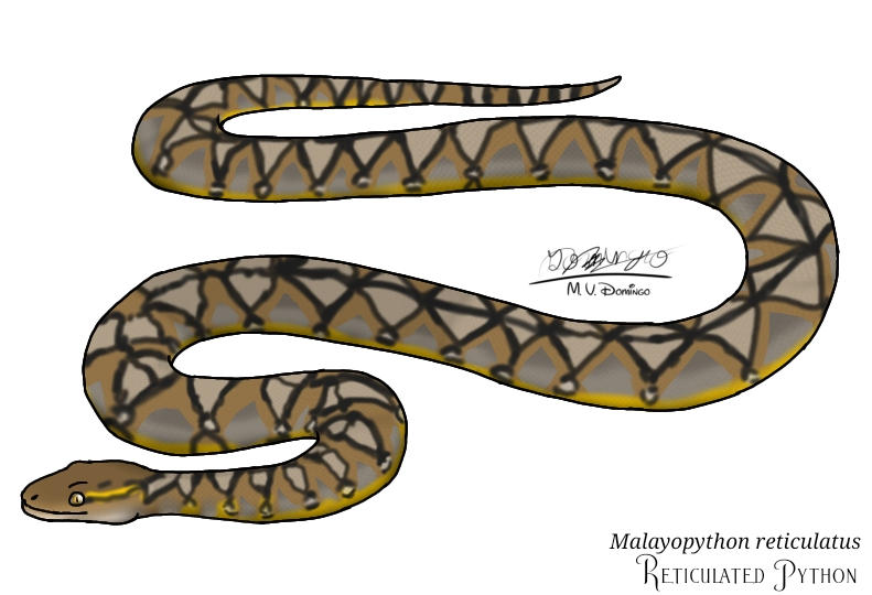 Reticulated Python by Ognimdo2002 on DeviantArt