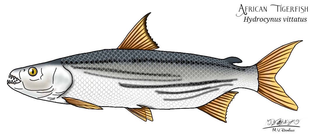 Tigerbashia Fish African Tigerfish by Ognimdo2002 on DeviantArt