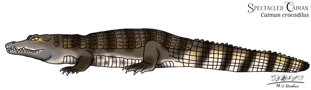 Spectacled Caiman by Ognimdo2002 on DeviantArt