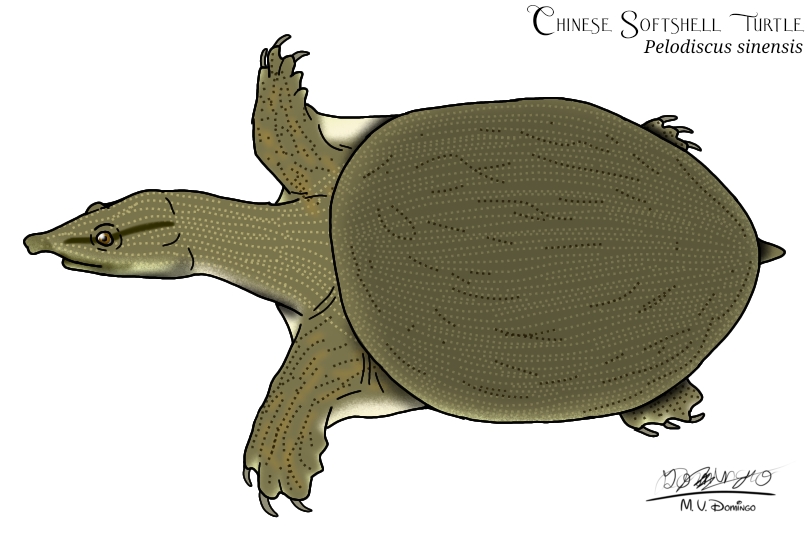 Deviantart Softshell Turtle Chinese Softshell Turtle by Ognimdo2002 on DeviantArt