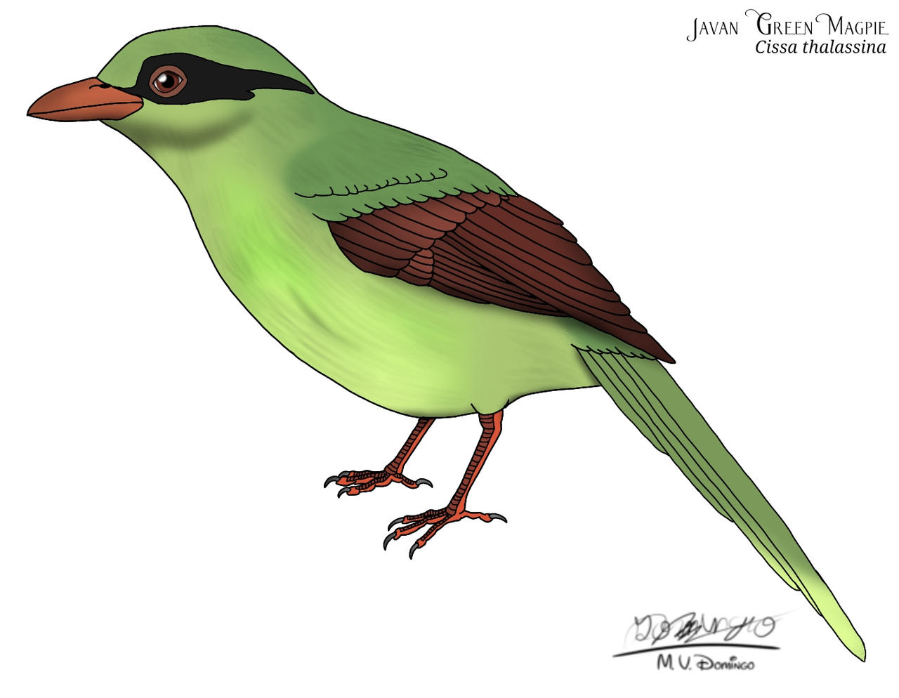 Javan Green Magpie by Ognimdo2002 on DeviantArt
