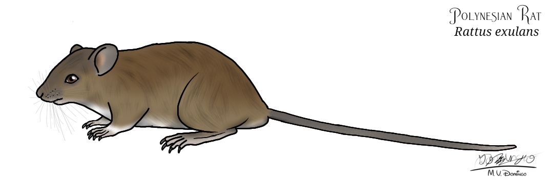 Polynesia Rat Polynesian Rat by Ognimdo2002 on DeviantArt