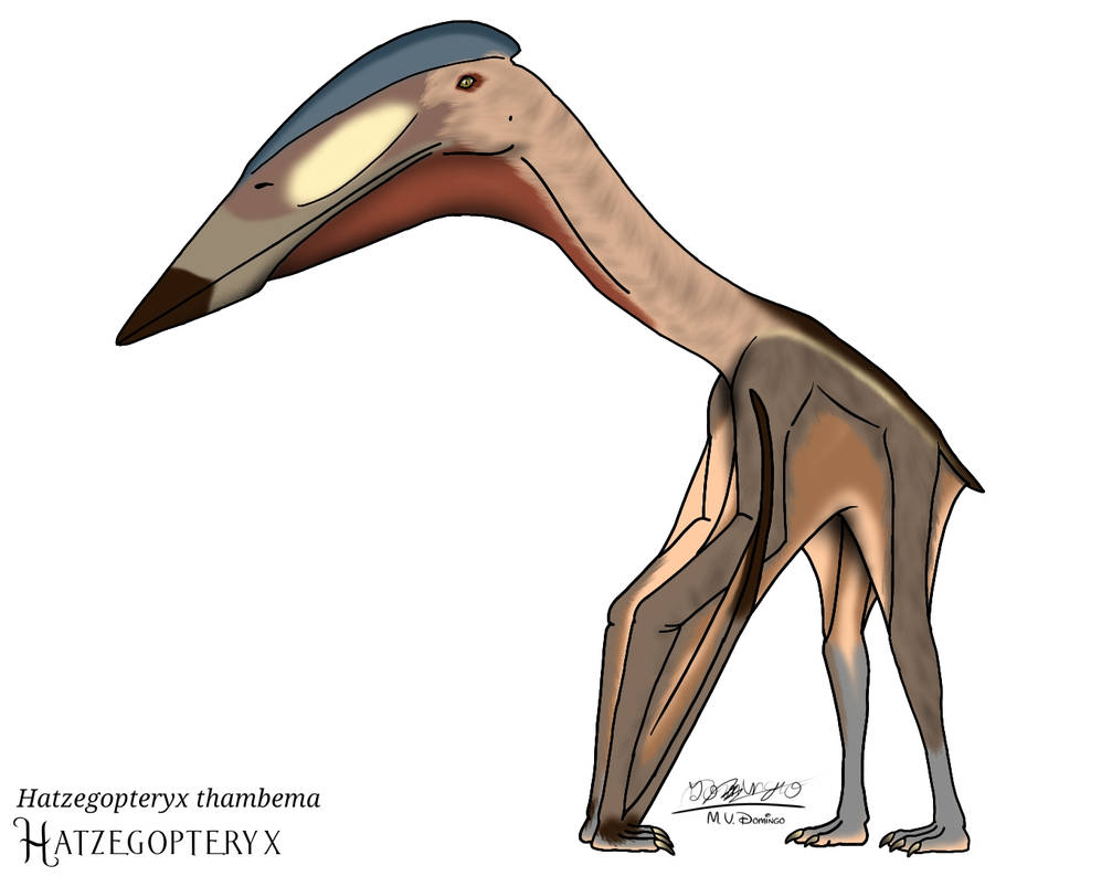 Hatzegopteryx Thambema By Ognimdo2002 On DeviantArt hatzegopteryx-thambema-by-ognimdo2002-on-deviantart