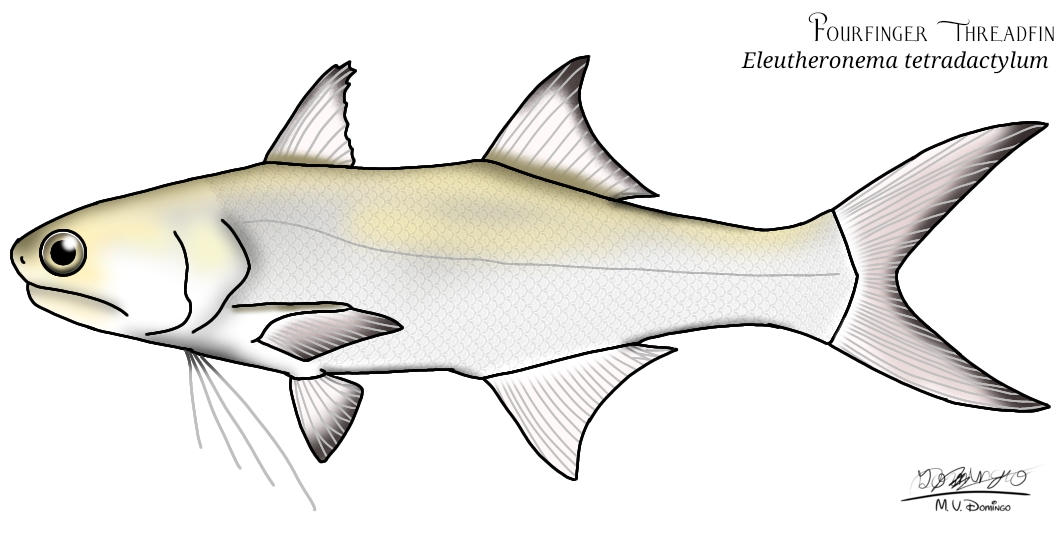 Threadfin Fourfinger Threadfin by Ognimdo2002 on DeviantArt