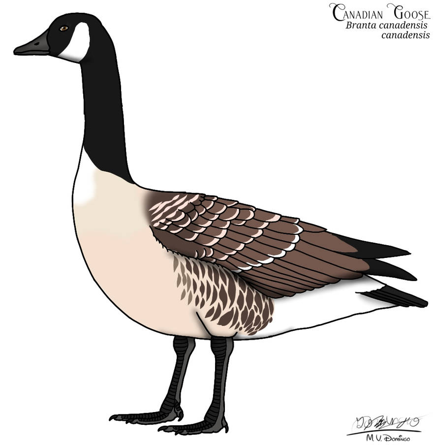 Deviantart Goosed Canadian Goose by Ognimdo2002 on DeviantArt