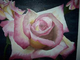 rose painting