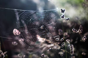 spiderweb