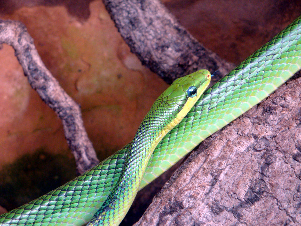 Red Tailed Rat Snake by Bluelizzy on DeviantArt