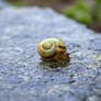 Snail In The Rain