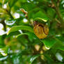 Snail #3 Amongst the Leaves