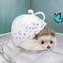 Blue China Hedgehog