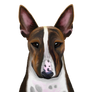 English Bull Terrier