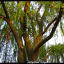 Tree.