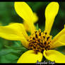 Flower.