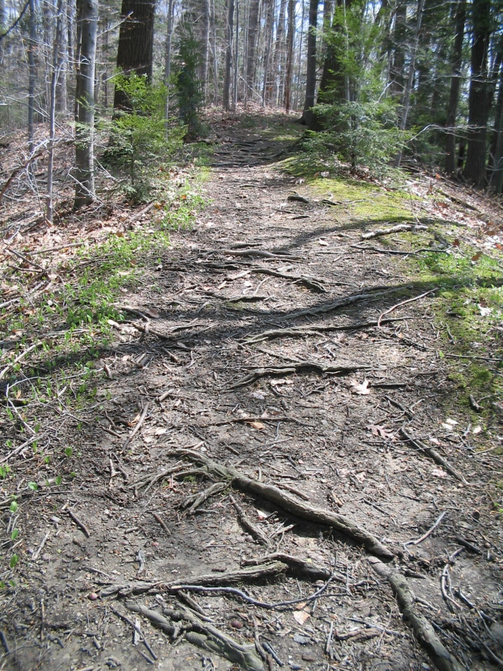 Root Path