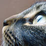 Lynx Side Closeup