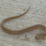 Baby Copperhead Snake -1