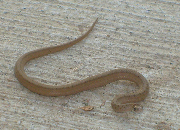 Baby Copperhead Snake 1 By Rubyfire14 Stock On Deviantart