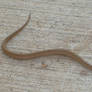 Baby Copperhead Snake -2