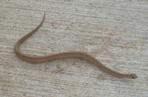 Baby Copperhead Snake 2 By Rubyfire14 Stock On Deviantart Baby Copperhead Snake 2 By Rubyfire14 Stock On Deviantart
